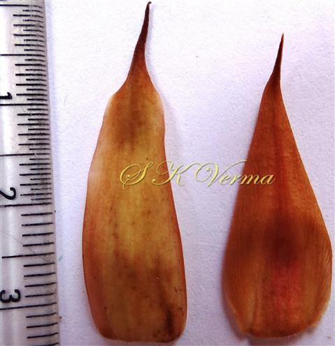 Stipules